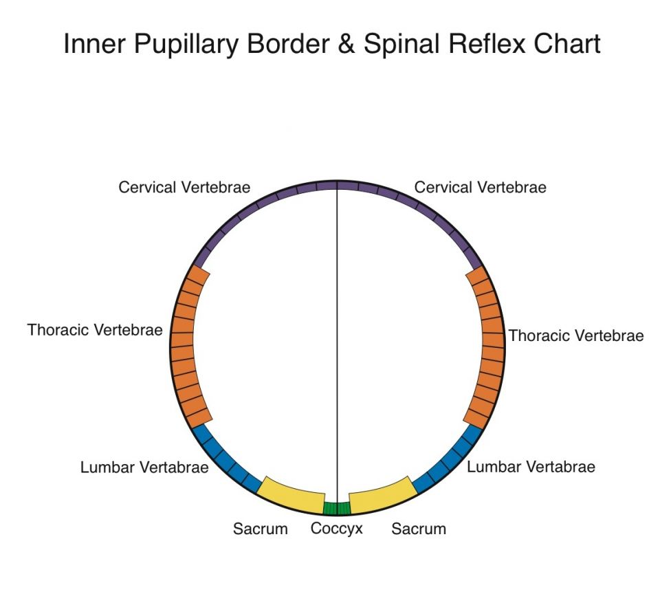 IPB Spinal reflex Chart