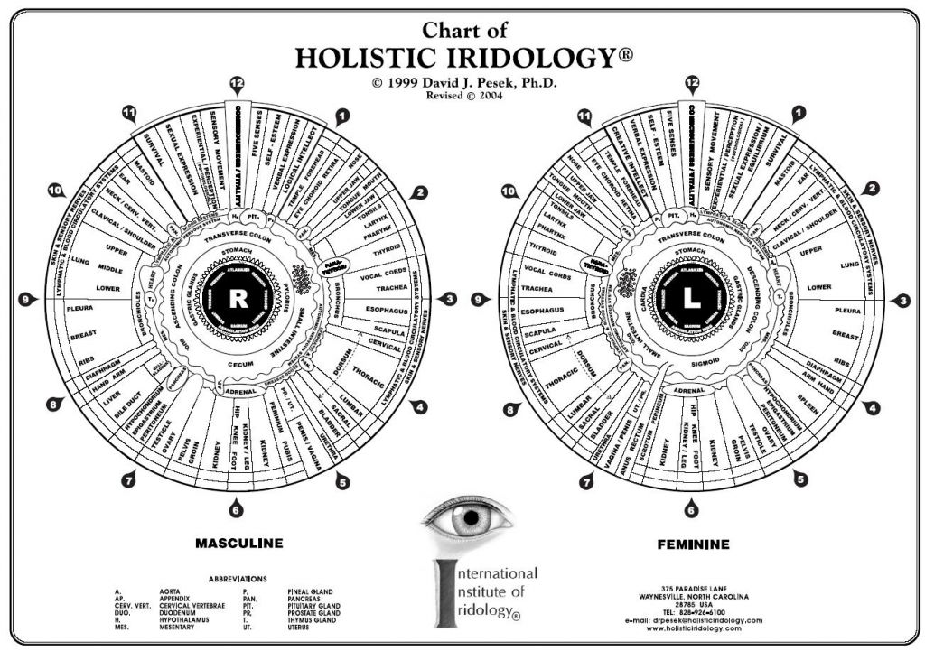 Holistic Iridology Chart