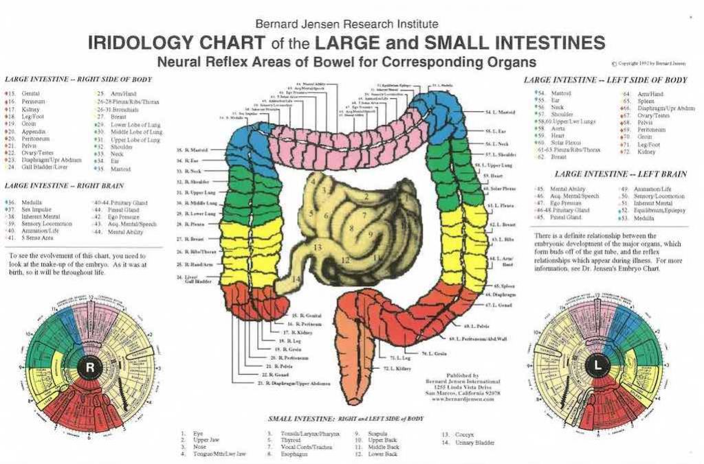 Iridology Chart of Large & Small Intestine